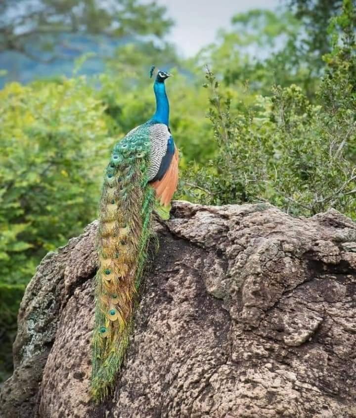 Nature Park Удавалаве Экстерьер фото