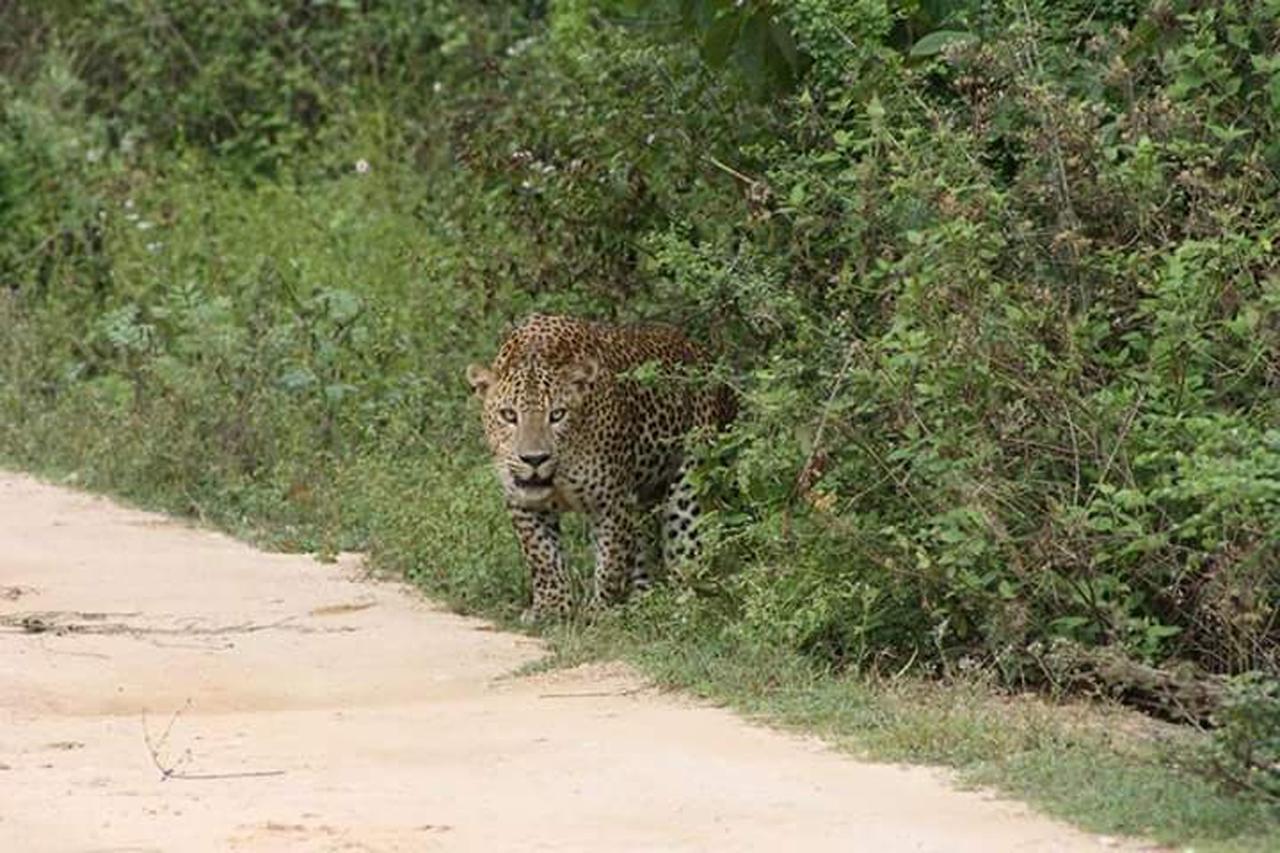Nature Park Удавалаве Экстерьер фото